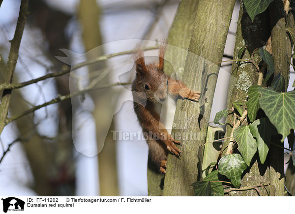 Europisches Eichhrnchen / Eurasian red squirrel / FF-11202