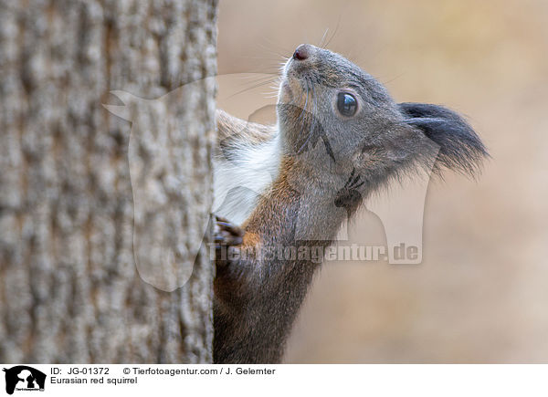 Europisches Eichhrnchen / Eurasian red squirrel / JG-01372