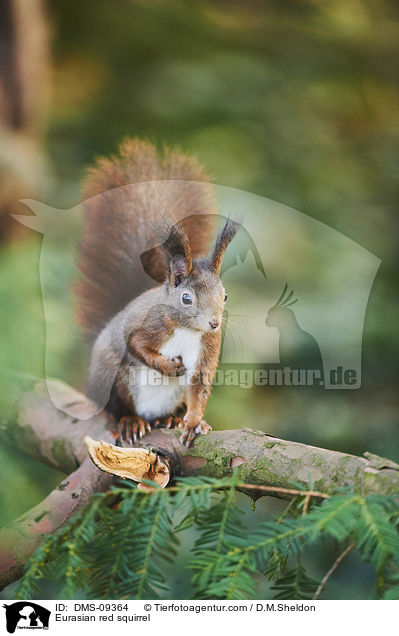 Eurasian red squirrel / DMS-09364