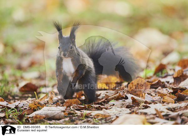 Europisches Eichhrnchen / Eurasian red squirrel / DMS-09365