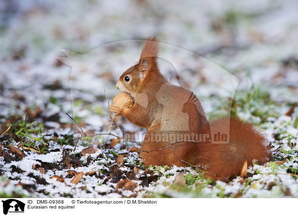 Europisches Eichhrnchen / Eurasian red squirrel / DMS-09368