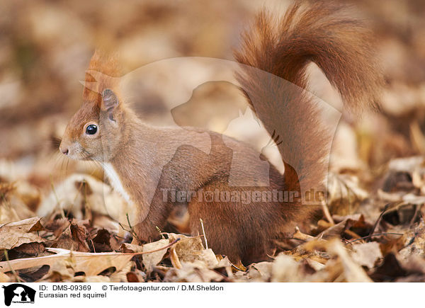 Europisches Eichhrnchen / Eurasian red squirrel / DMS-09369