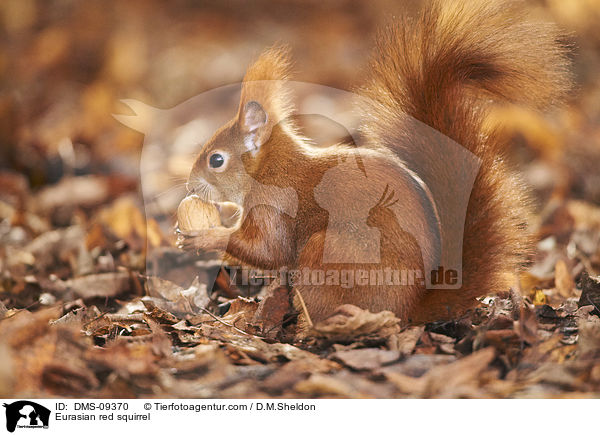 Europisches Eichhrnchen / Eurasian red squirrel / DMS-09370