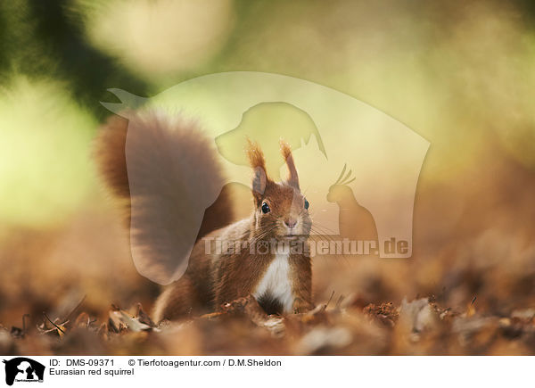 Eurasian red squirrel / DMS-09371