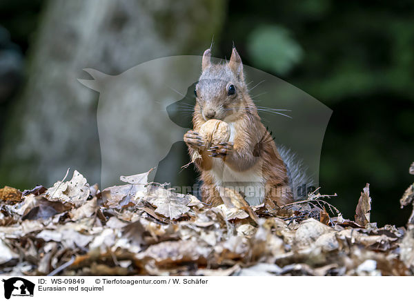 Europisches Eichhrnchen / Eurasian red squirrel / WS-09849