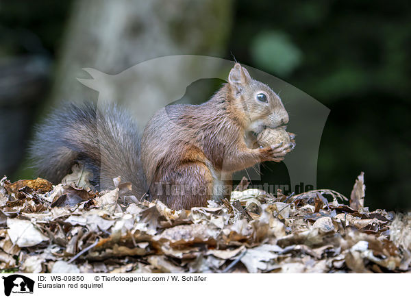 Europisches Eichhrnchen / Eurasian red squirrel / WS-09850