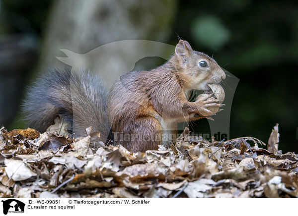 Eurasian red squirrel / WS-09851