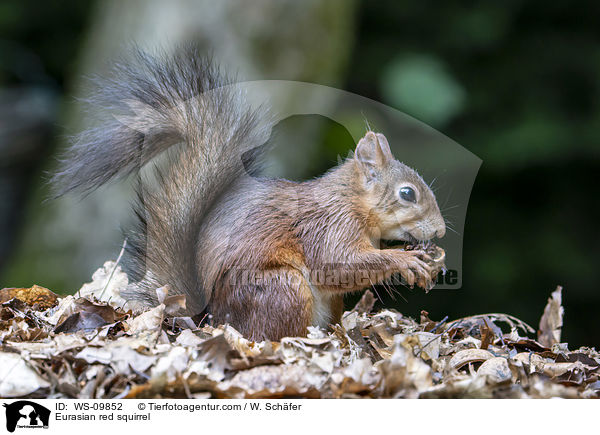 Eurasian red squirrel / WS-09852