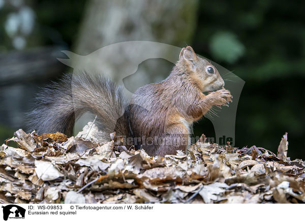 Europisches Eichhrnchen / Eurasian red squirrel / WS-09853