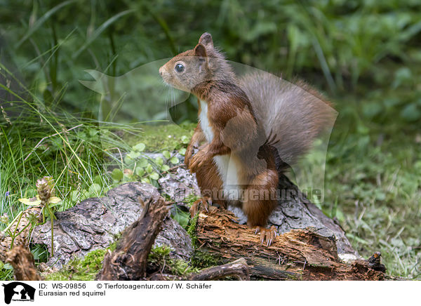 Europisches Eichhrnchen / Eurasian red squirrel / WS-09856