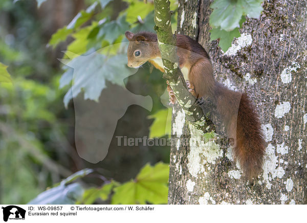 Europisches Eichhrnchen / Eurasian red squirrel / WS-09857
