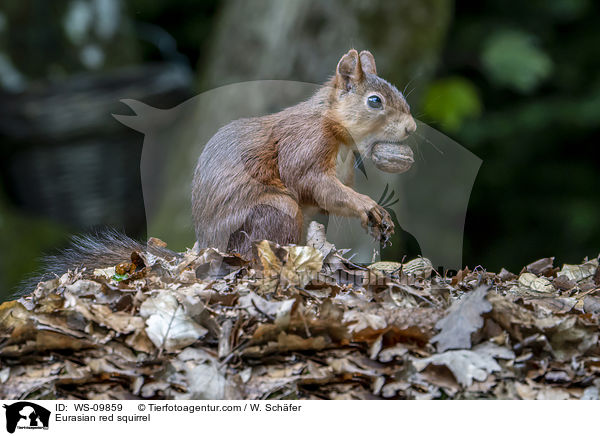 Europisches Eichhrnchen / Eurasian red squirrel / WS-09859