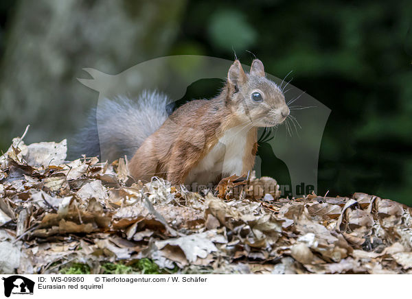 Eurasian red squirrel / WS-09860