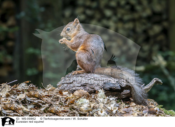 Europisches Eichhrnchen / Eurasian red squirrel / WS-09862
