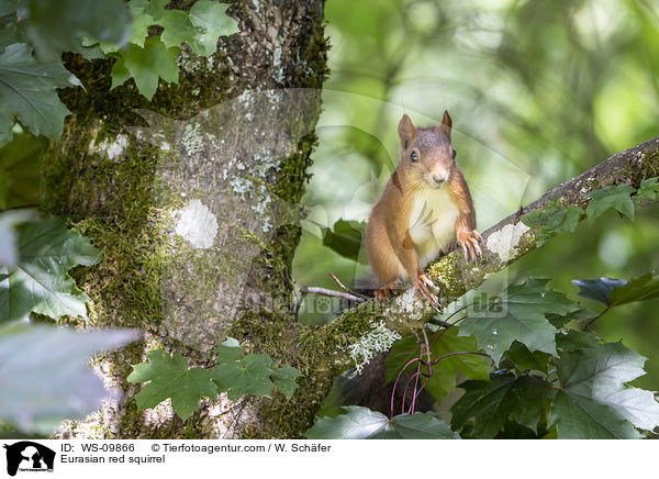 Europisches Eichhrnchen / Eurasian red squirrel / WS-09866