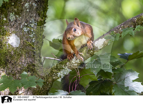 Eurasian red squirrel / WS-09867