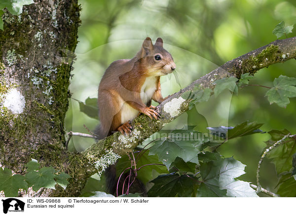 Europisches Eichhrnchen / Eurasian red squirrel / WS-09868