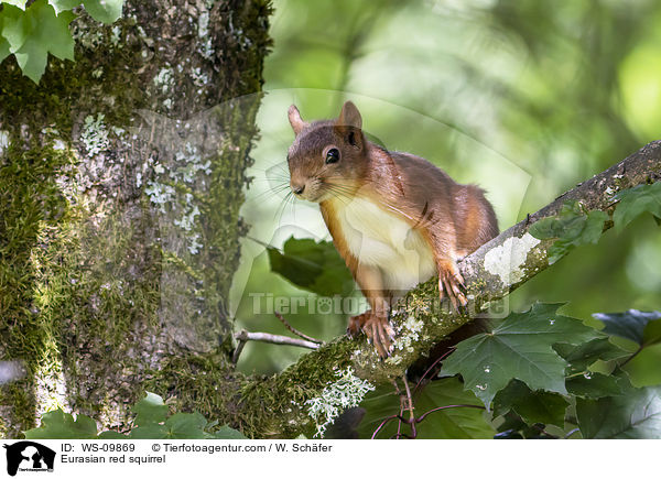 Eurasian red squirrel / WS-09869