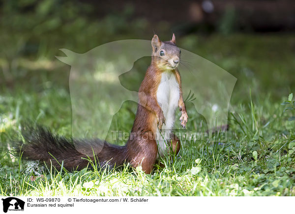 Eurasian red squirrel / WS-09870