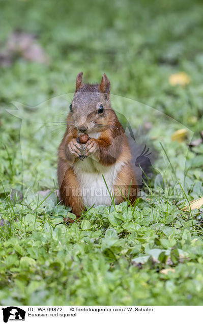 Eurasian red squirrel / WS-09872