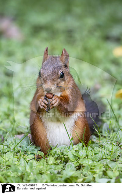 Europisches Eichhrnchen / Eurasian red squirrel / WS-09873