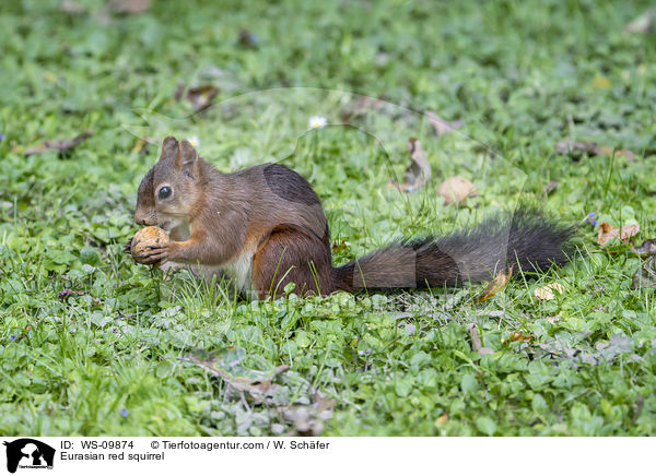 Europisches Eichhrnchen / Eurasian red squirrel / WS-09874