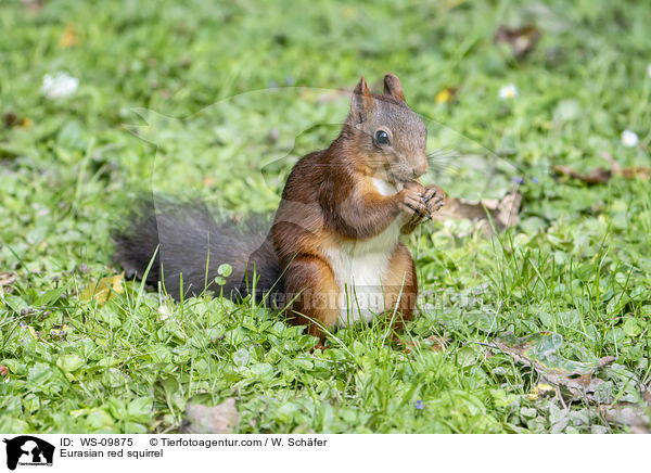 Europisches Eichhrnchen / Eurasian red squirrel / WS-09875