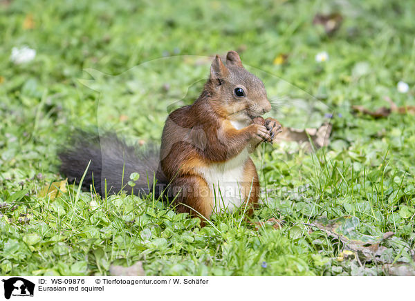 Eurasian red squirrel / WS-09876