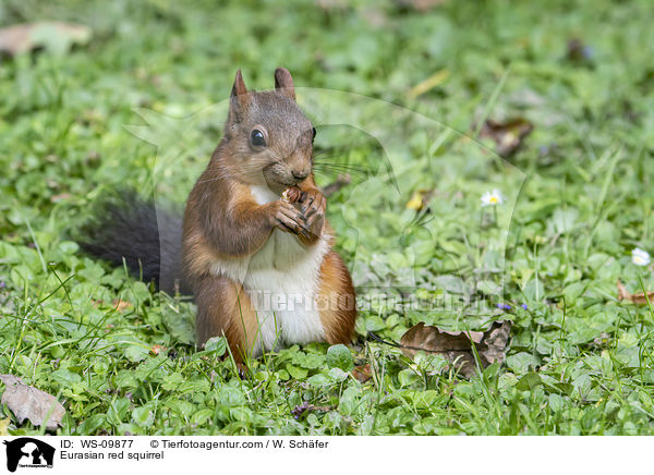 Eurasian red squirrel / WS-09877
