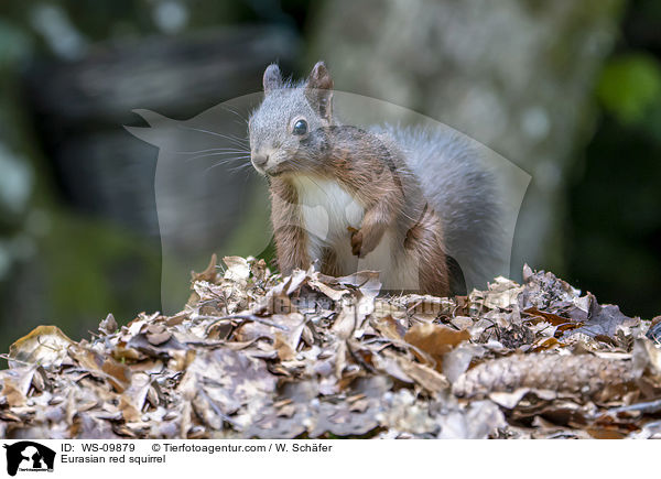 Eurasian red squirrel / WS-09879