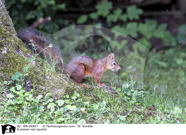 Europisches Eichhrnchen / Eurasian red squirrel / WS-09881
