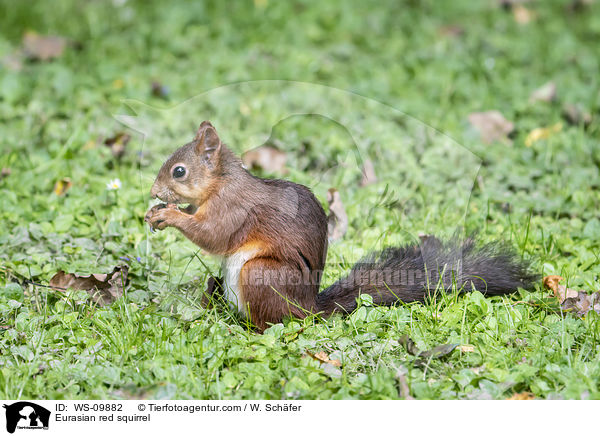 Europisches Eichhrnchen / Eurasian red squirrel / WS-09882