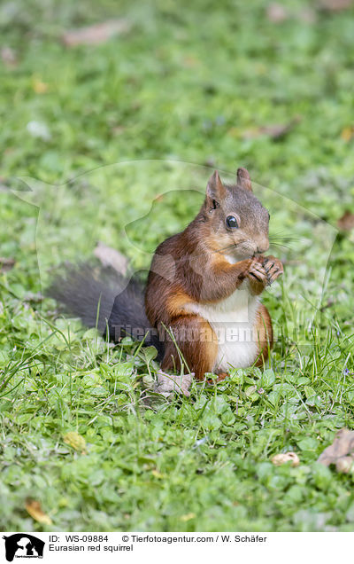Eurasian red squirrel / WS-09884