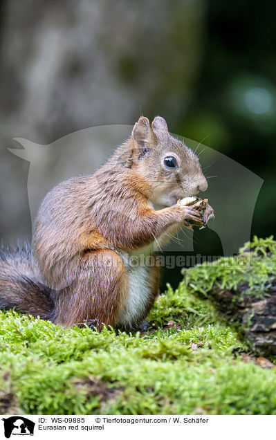 Eurasian red squirrel / WS-09885
