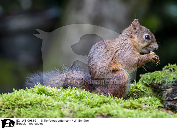 Eurasian red squirrel / WS-09886