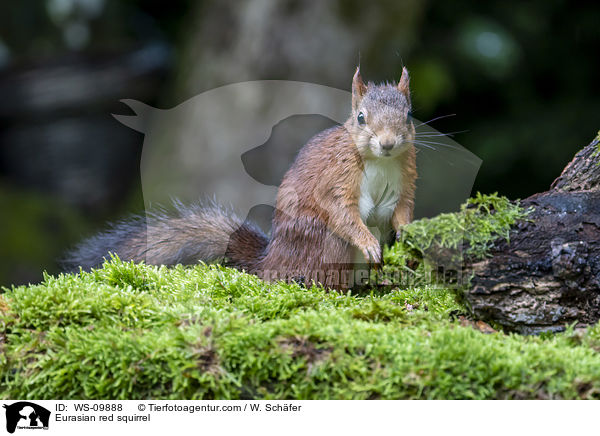 Eurasian red squirrel / WS-09888