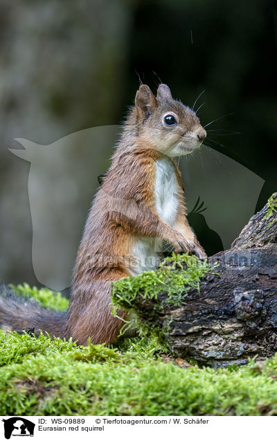 Europisches Eichhrnchen / Eurasian red squirrel / WS-09889