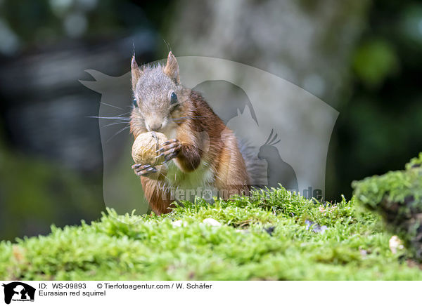 Eurasian red squirrel / WS-09893