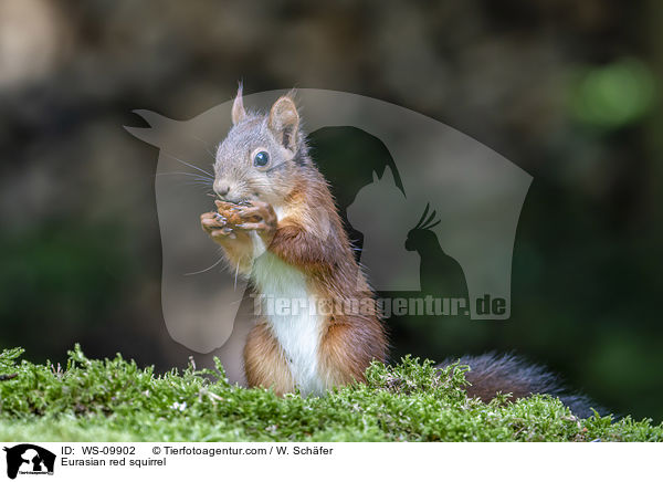 Europisches Eichhrnchen / Eurasian red squirrel / WS-09902