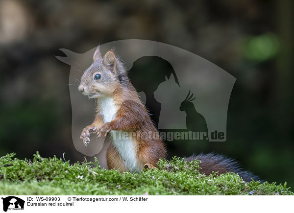 Europisches Eichhrnchen / Eurasian red squirrel / WS-09903
