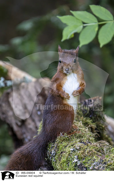 Europisches Eichhrnchen / Eurasian red squirrel / WS-09904