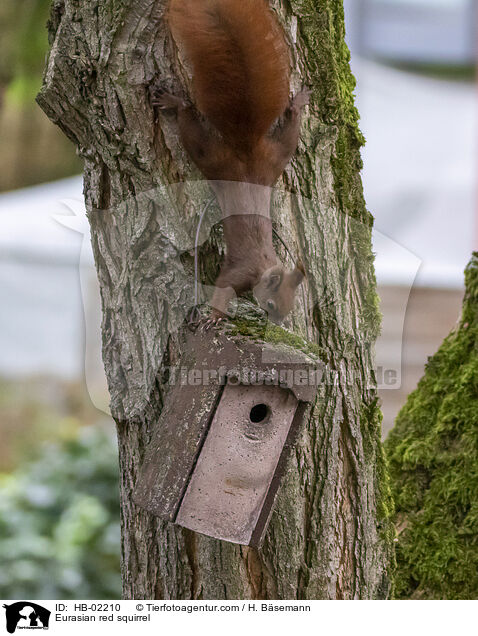 Europisches Eichhrnchen / Eurasian red squirrel / HB-02210