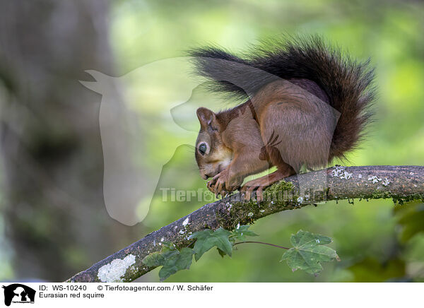Europisches Eichhrnchen / Eurasian red squirre / WS-10240