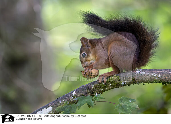 Europisches Eichhrnchen / Eurasian red squirre / WS-10241