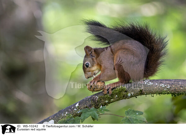 Eurasian red squirre / WS-10242