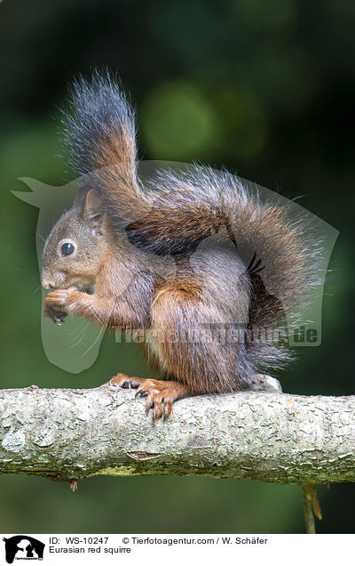 Europisches Eichhrnchen / Eurasian red squirre / WS-10247