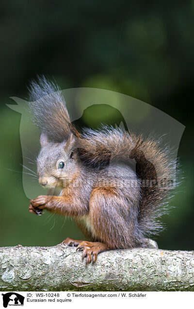 Europisches Eichhrnchen / Eurasian red squirre / WS-10248