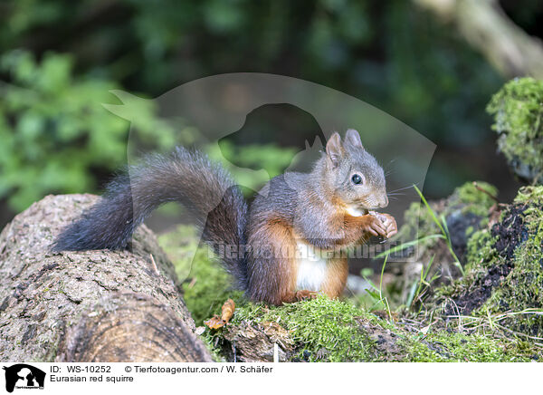 Europisches Eichhrnchen / Eurasian red squirre / WS-10252