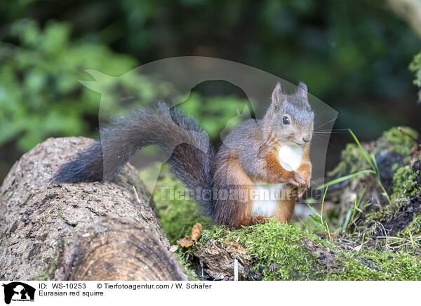 Europisches Eichhrnchen / Eurasian red squirre / WS-10253