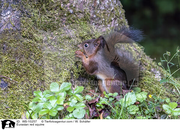 Europisches Eichhrnchen / Eurasian red squirre / WS-10257